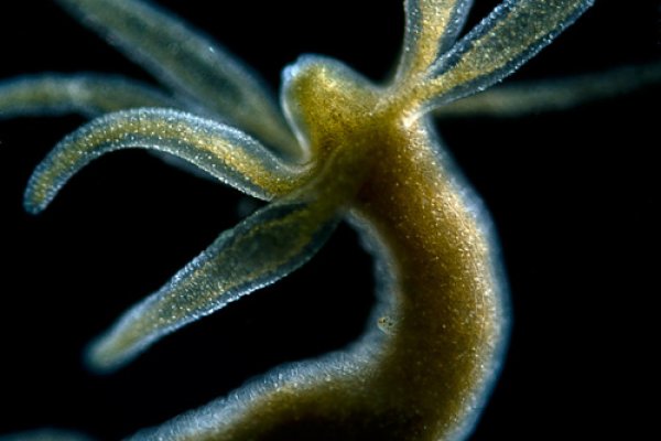 Короткая ссылка на кракен