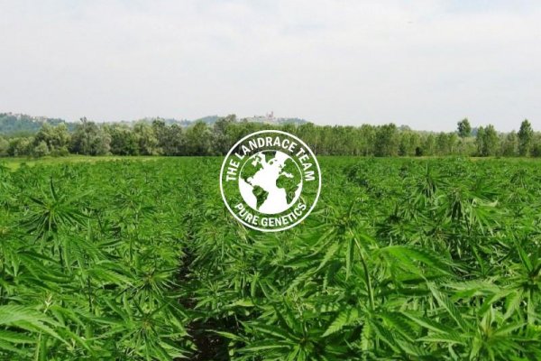 Ссылка на кракен лукойл