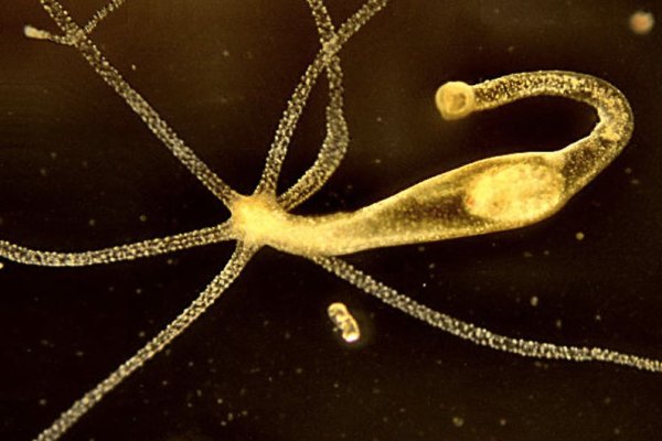 Кракен вход зеркало