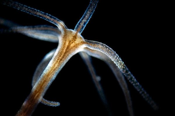 Ссылка на кракен площадка