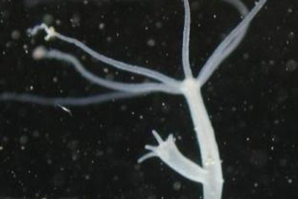 Даркнет заказ